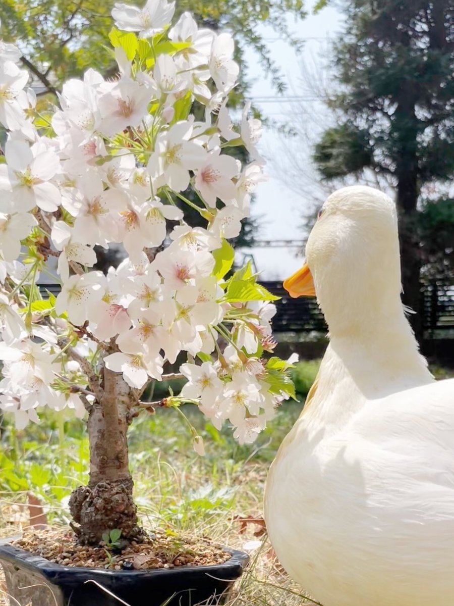 石川真帆 春春🌸 tweet media