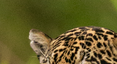 Beyoncé Brasil tweet media