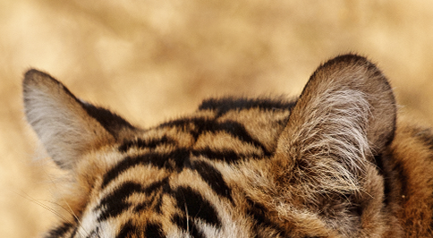 Beyoncé Brasil tweet media