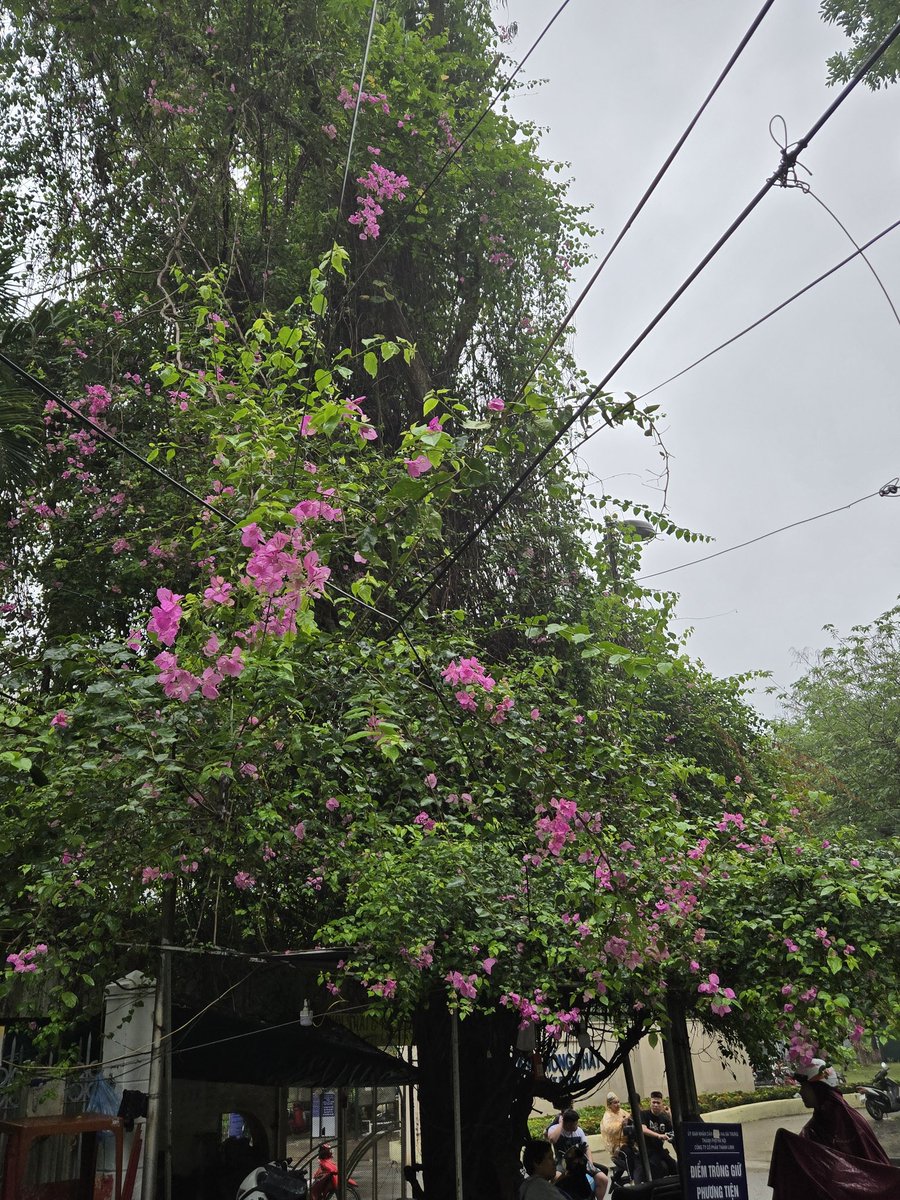 Trang Tran | Annie tweet media