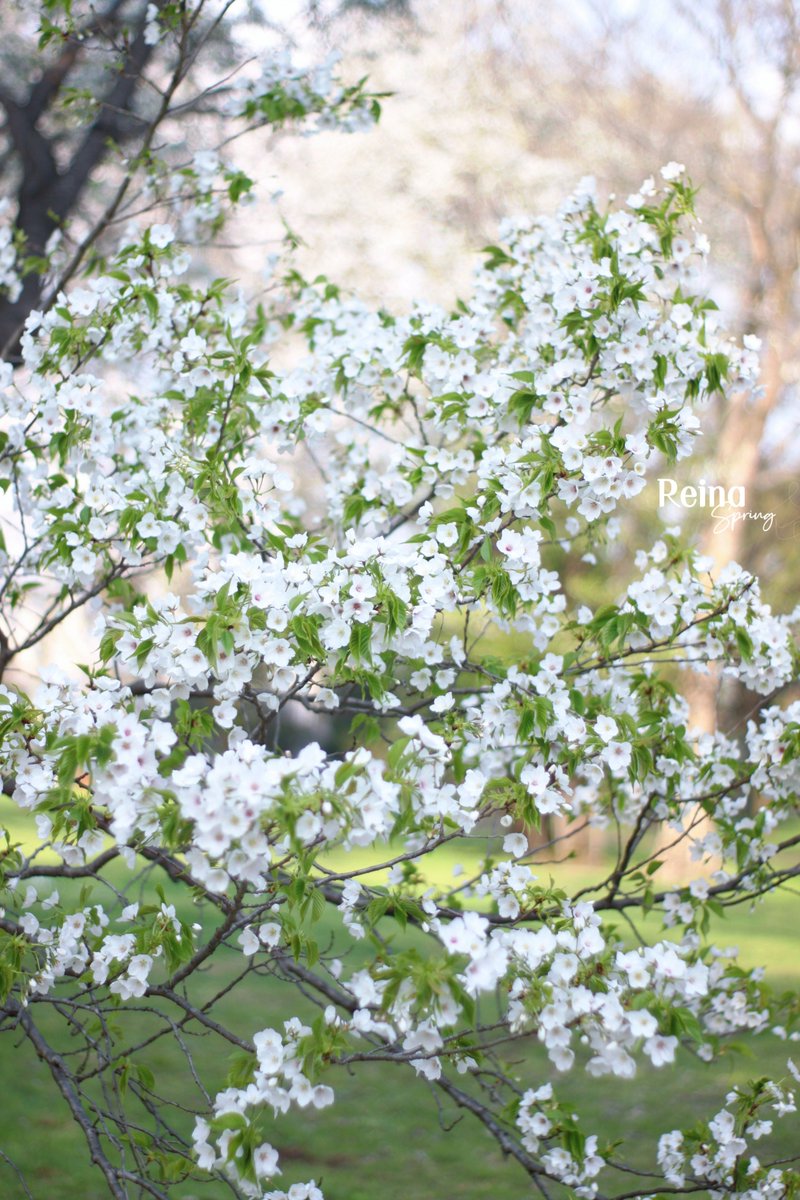 れいなちゃん🐱3rd🌸🌹 tweet media