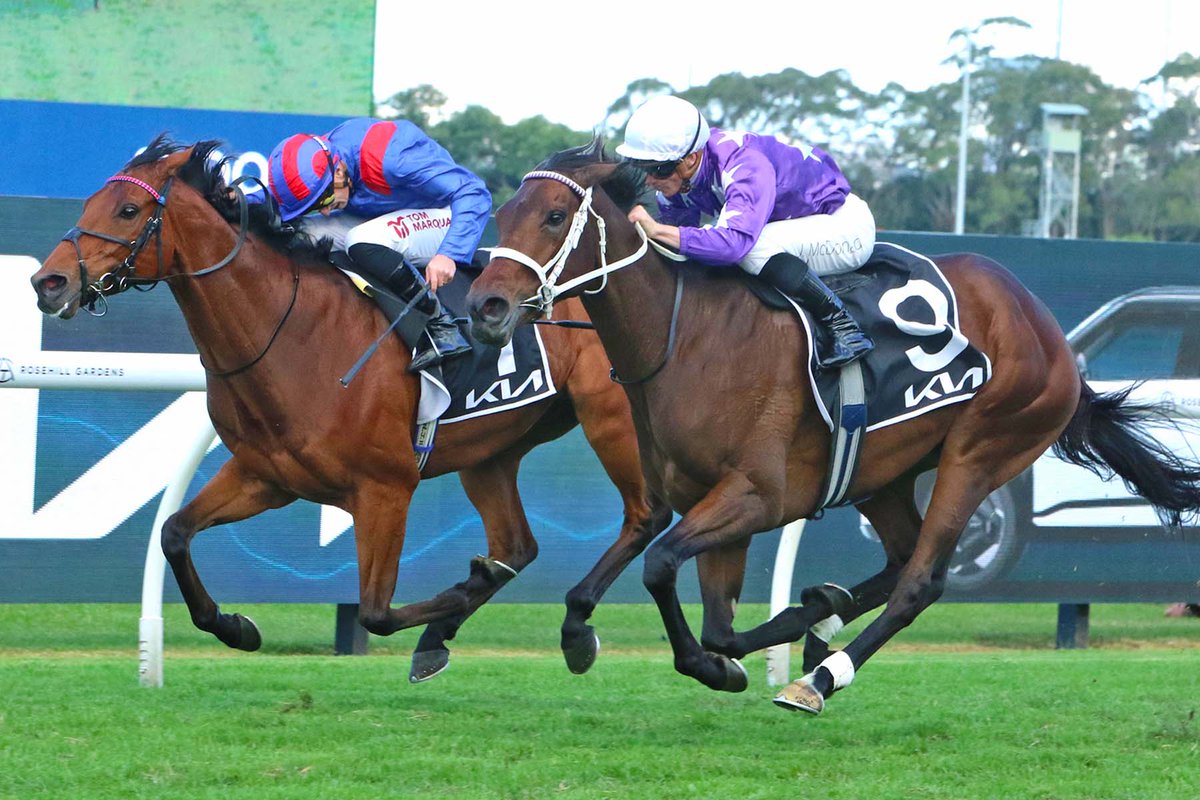 New Zealand Bloodstock tweet media