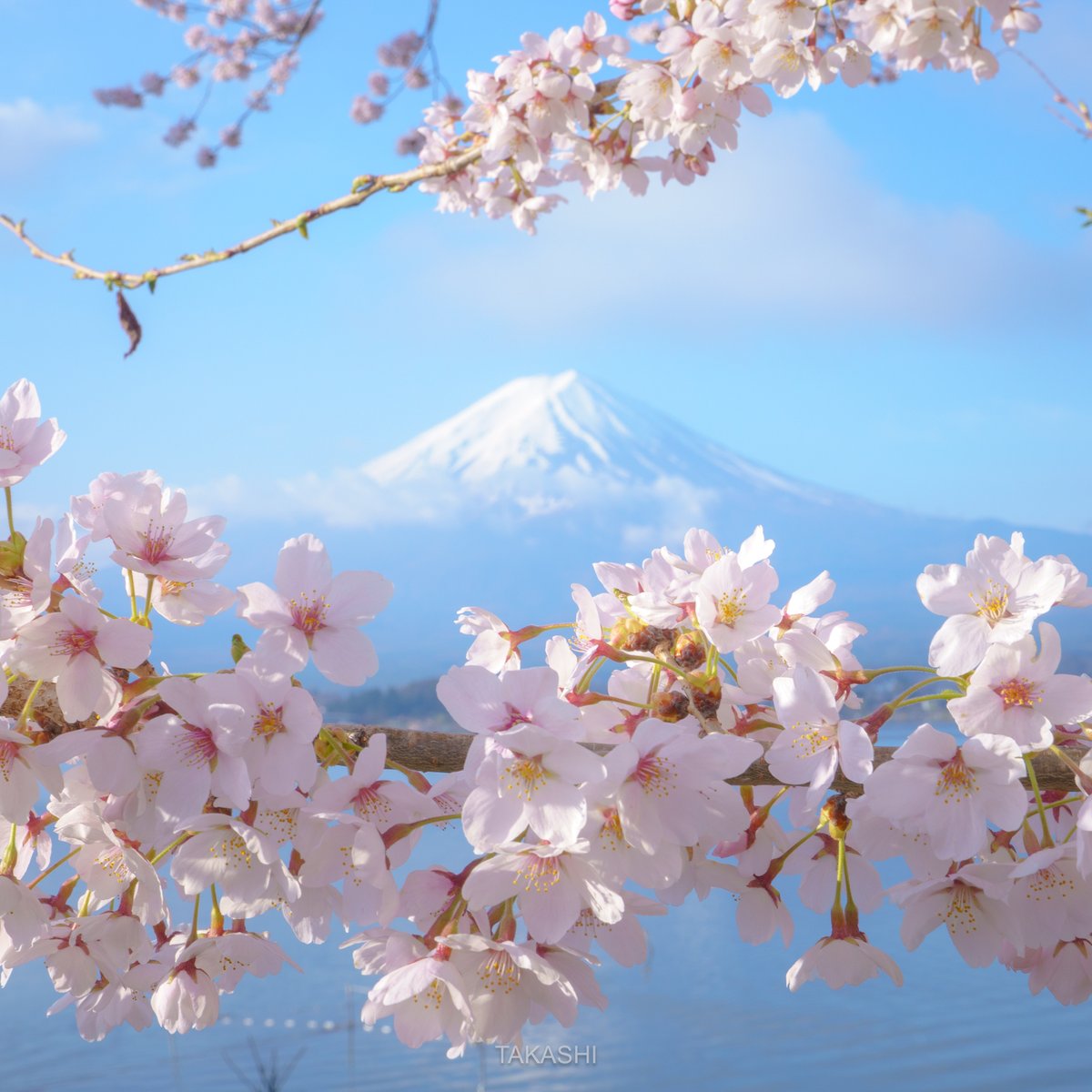🗻 春の香り満ちる湖畔 The lakeside is filled with the scent of spring