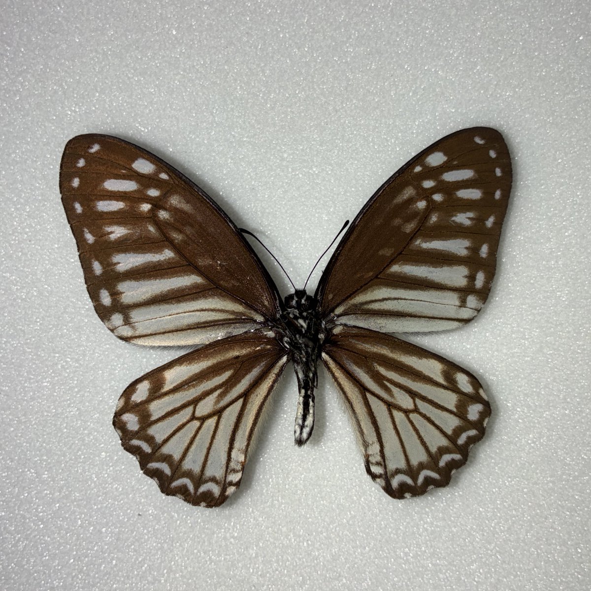 きつねのこ tweet media