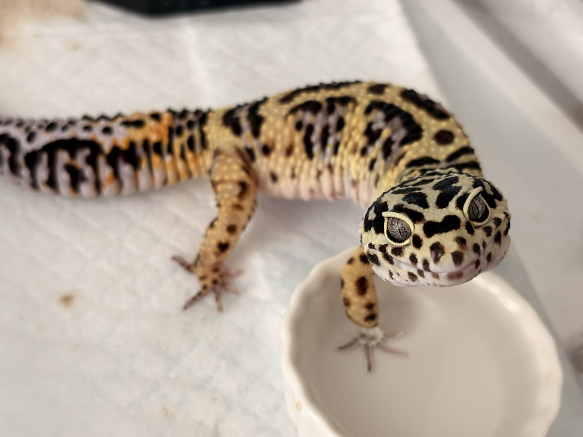 ゆゆ茶 tweet media