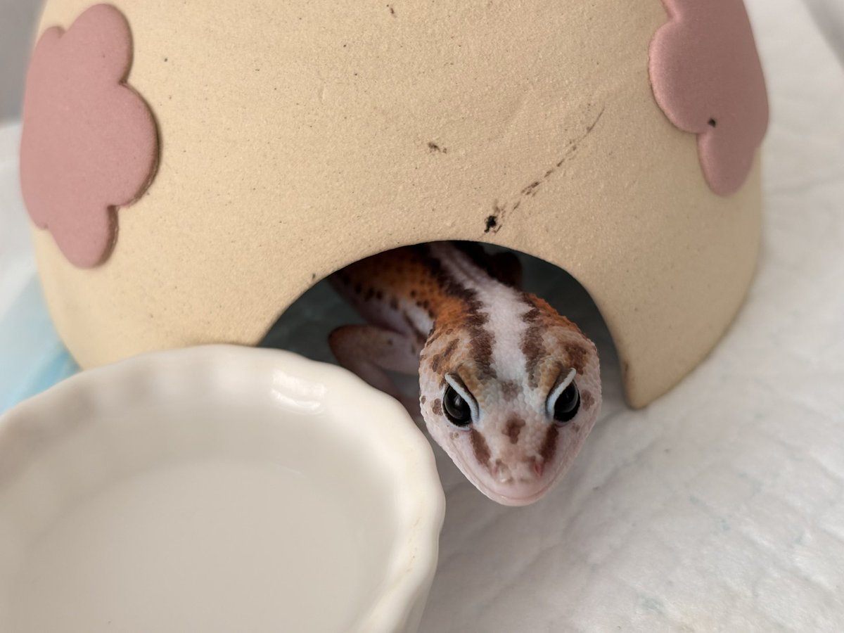 ゆゆ茶 tweet media