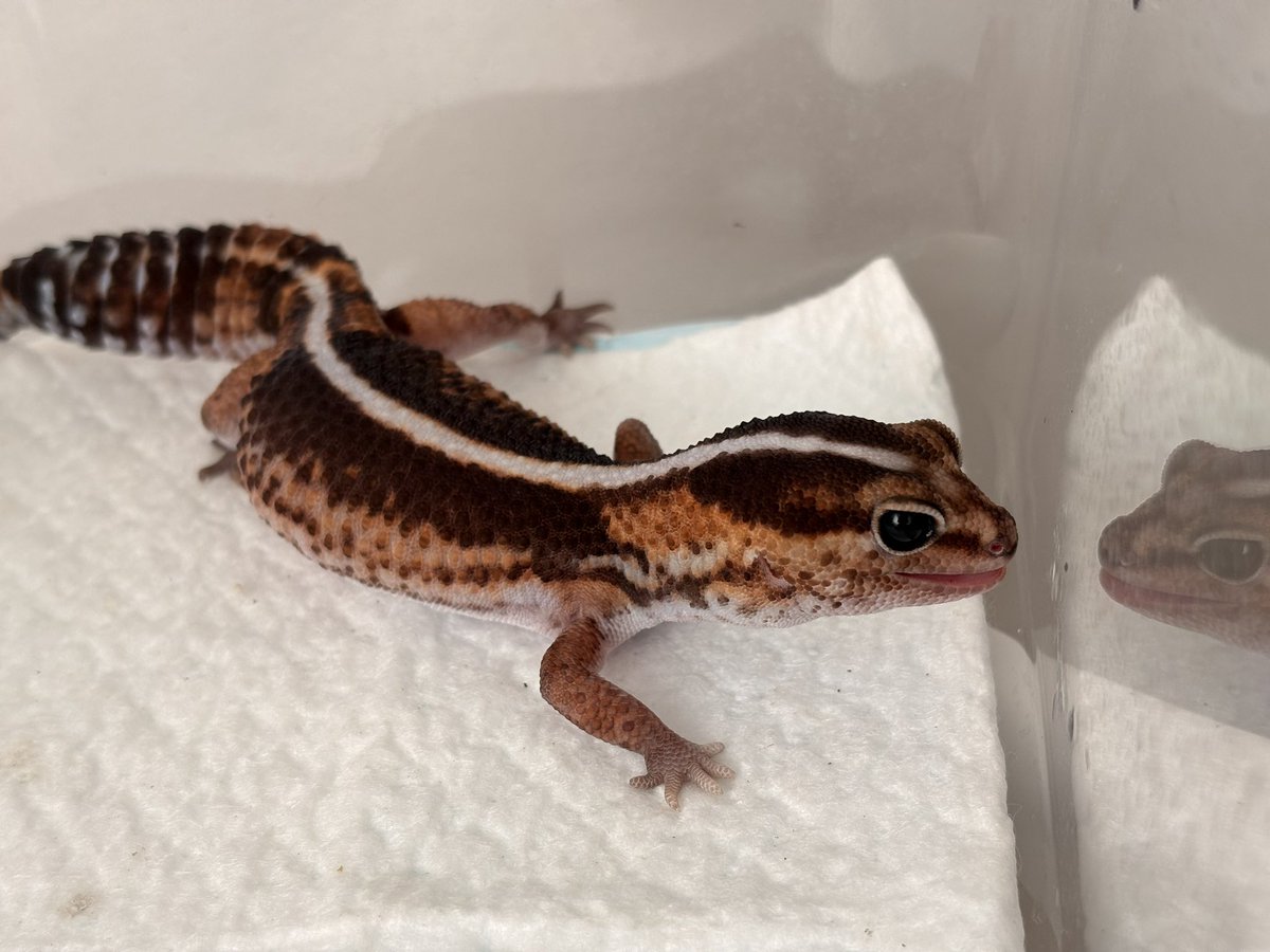 ゆゆ茶 tweet media