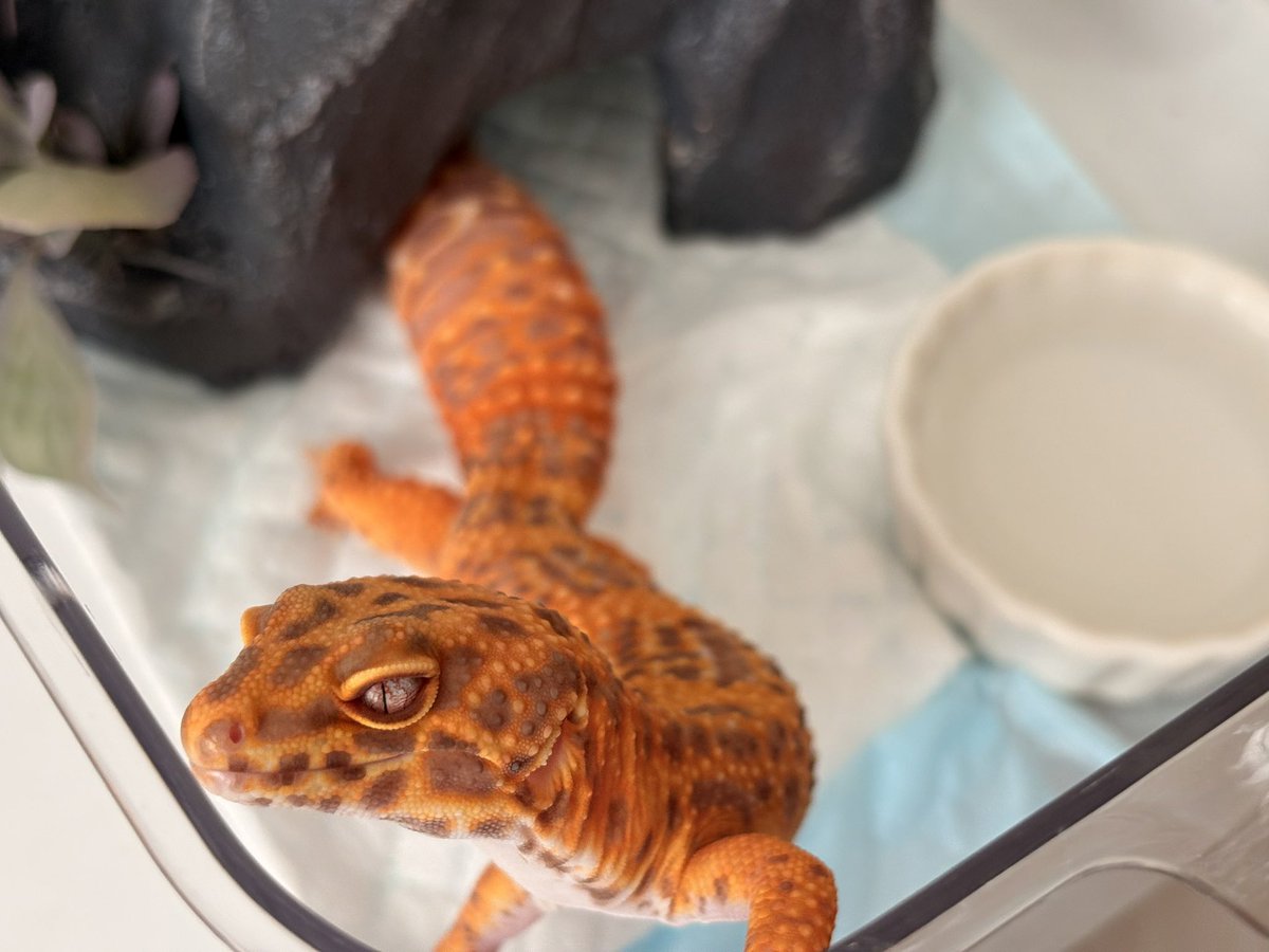 ゆゆ茶 tweet media