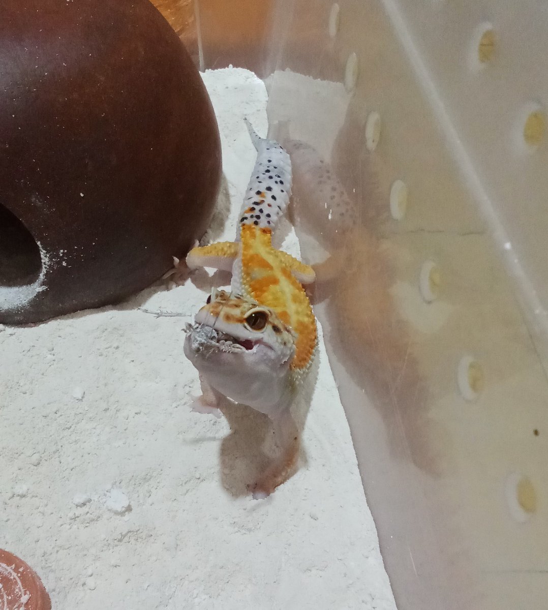 umpalumpa juwalan era 🐻 tweet media