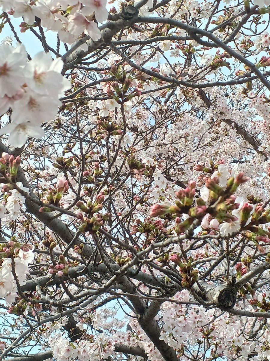 ワイズファクトリー tweet media