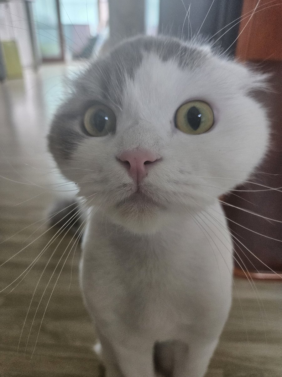 Cold Rose(차가운 장미) tweet media