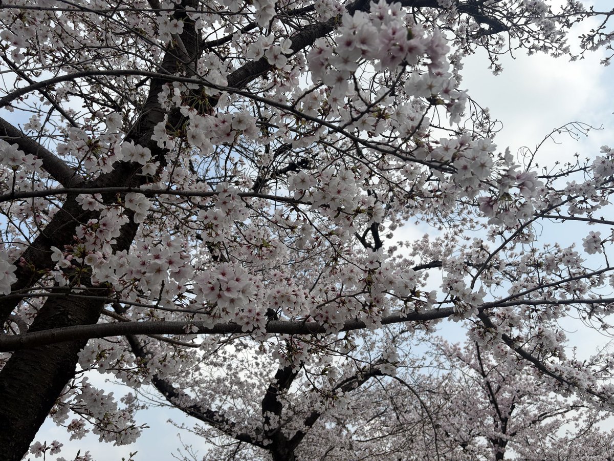 azami_yumeko's tweet photo. 雑にお花見にやってきた人間 https://t.co/b2PInYdxx6