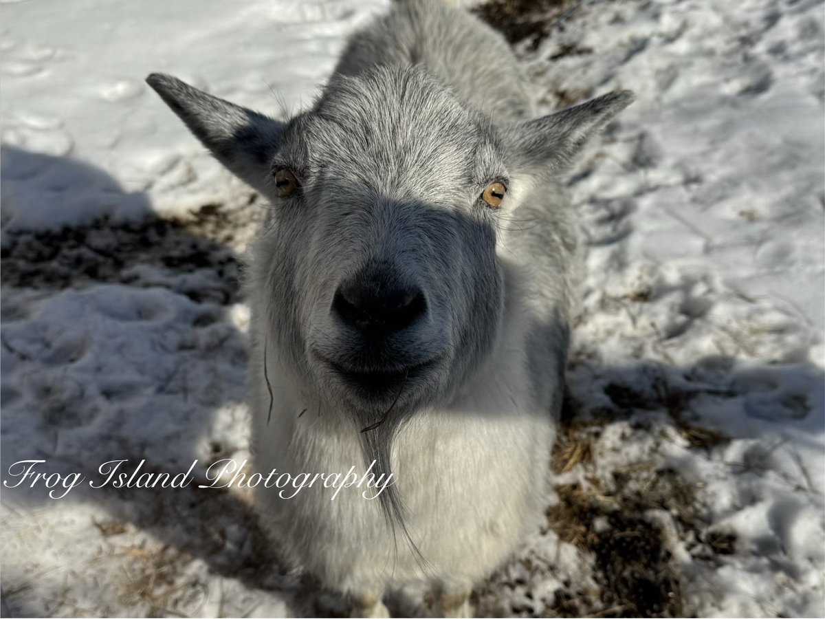 Frog Island Photography tweet media