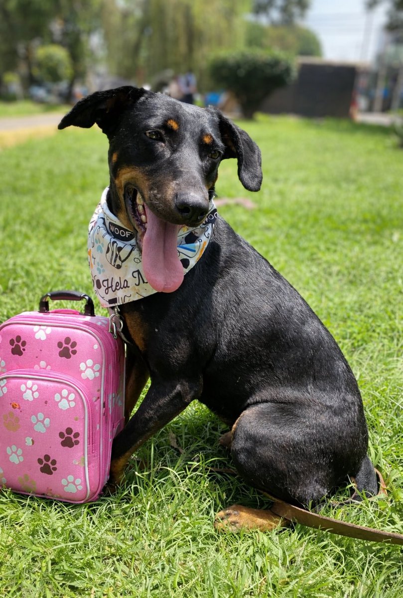 𝙷𝚎𝚕𝚊 𝙼𝚘𝚛𝚎 🐶 tweet media