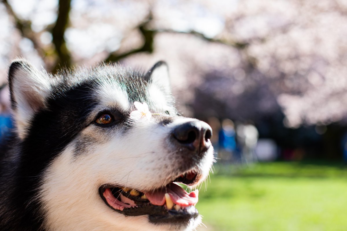 University of Washington tweet media