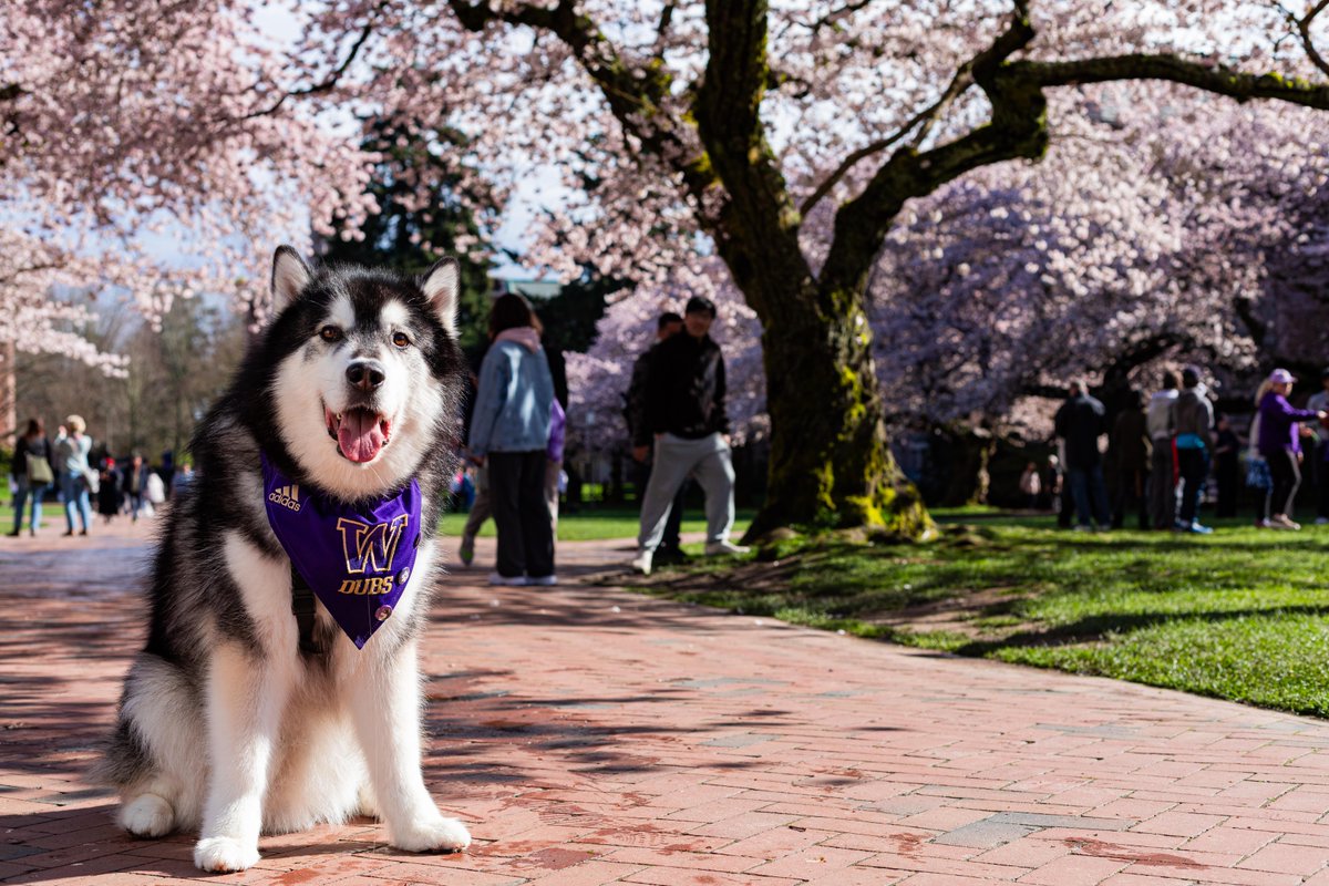 University of Washington tweet media
