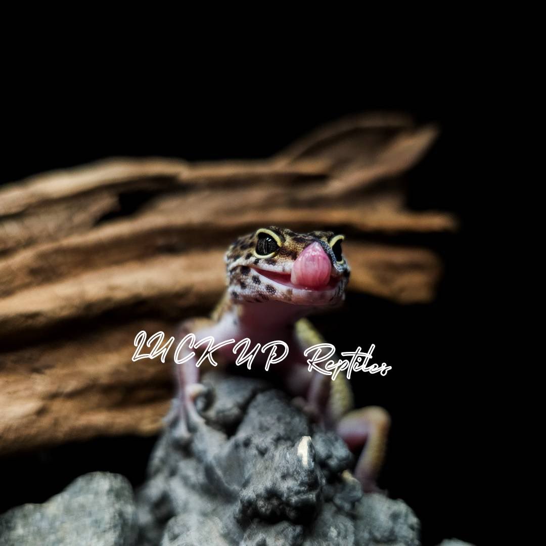 LUCK UP Reptiles🦎爬虫類ショップ🦎 tweet media