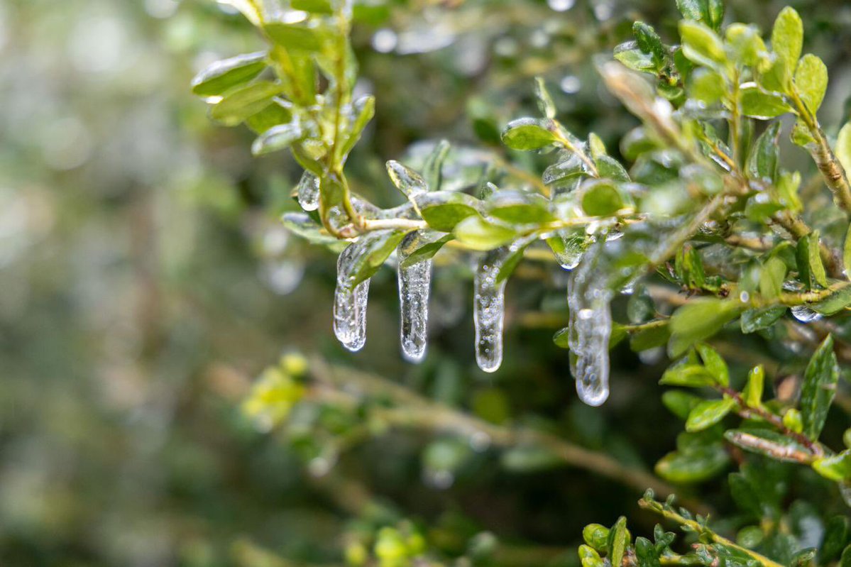 Zoe Seiler tweet media