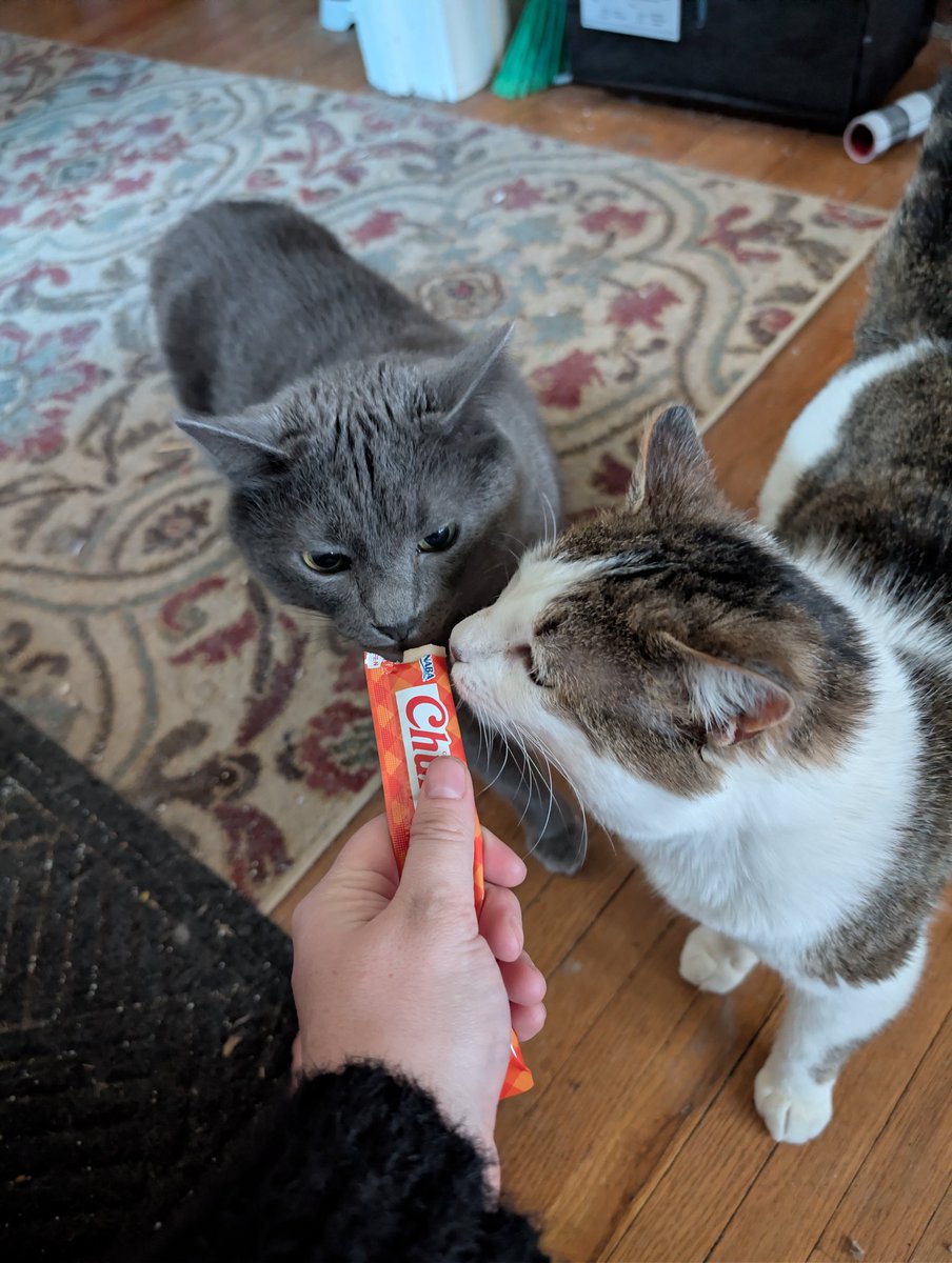 Dumpling and Crab Rangoon, Jasper 🌈 tweet media