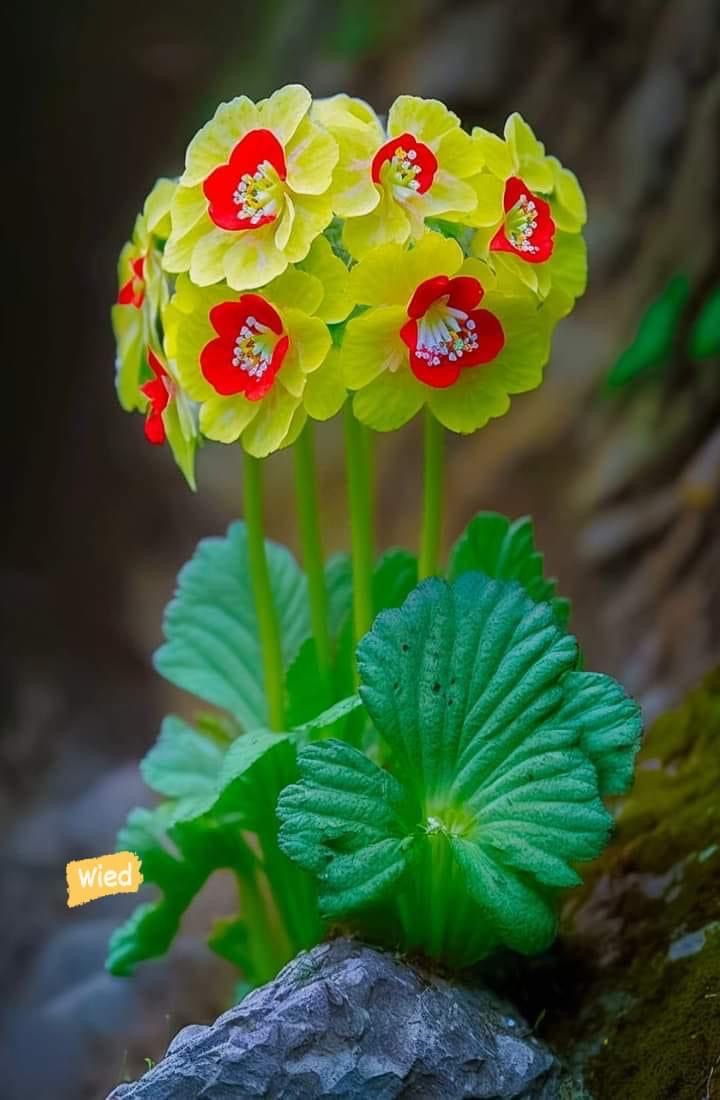 Flowers world tweet media