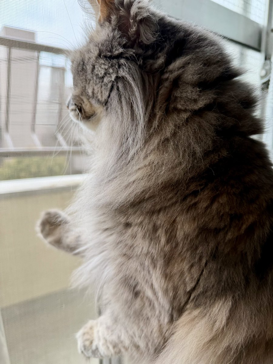 aineko_lucha's tweet image. 鳥さんいた🦉

#ニャルソック#猫のいる暮らし