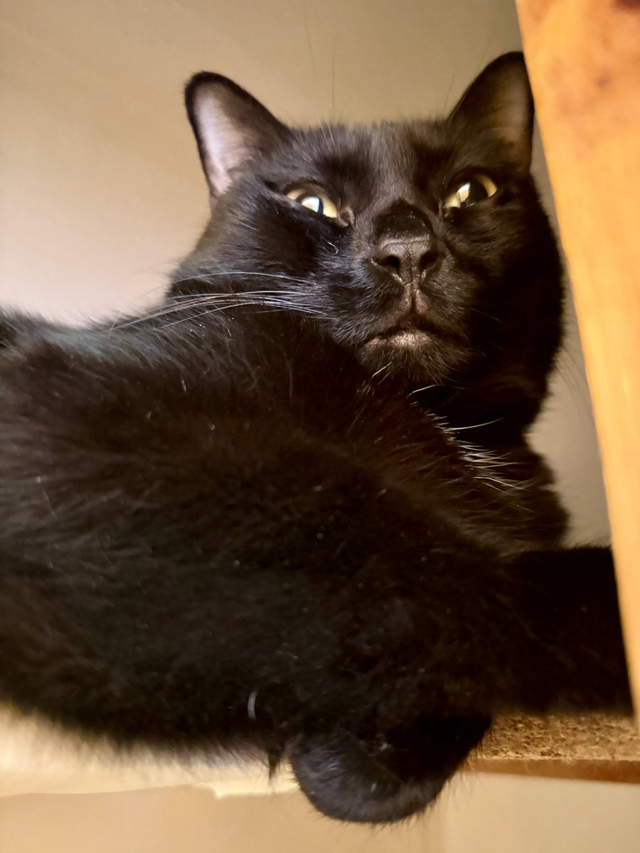 pink goaty club tweet media