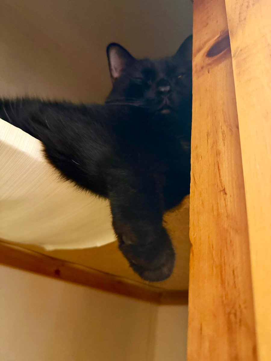 pink goaty club tweet media