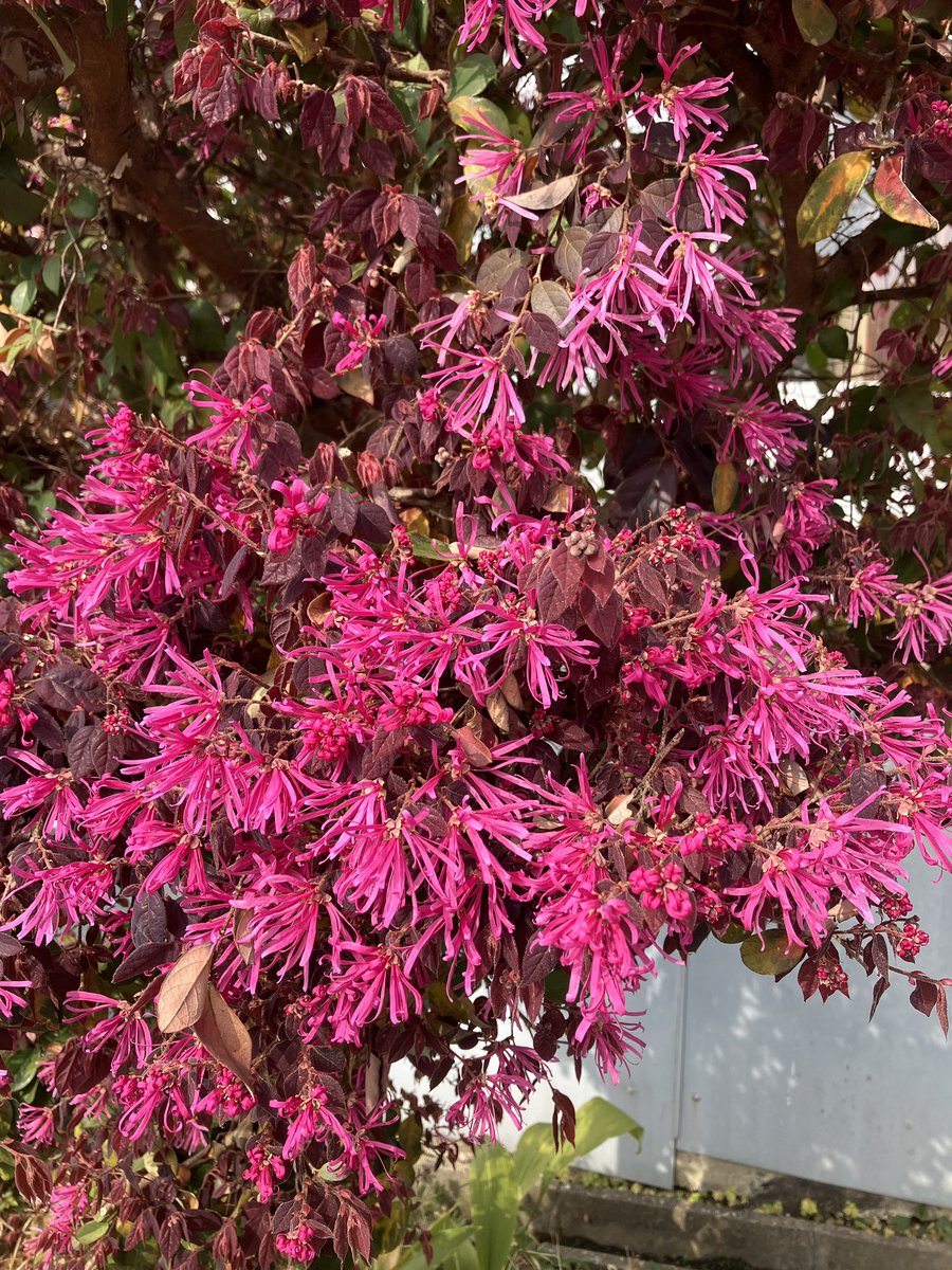 林忍 Filierあなたのためにオンリーワンをお届けするニットウエア　名古屋市守山区 tweet media