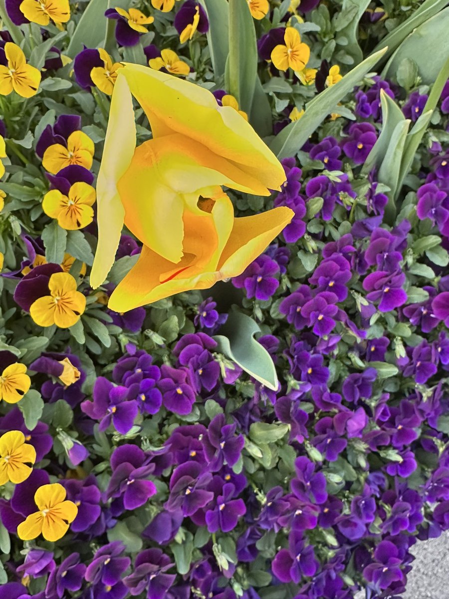 Ev4Years tweet media