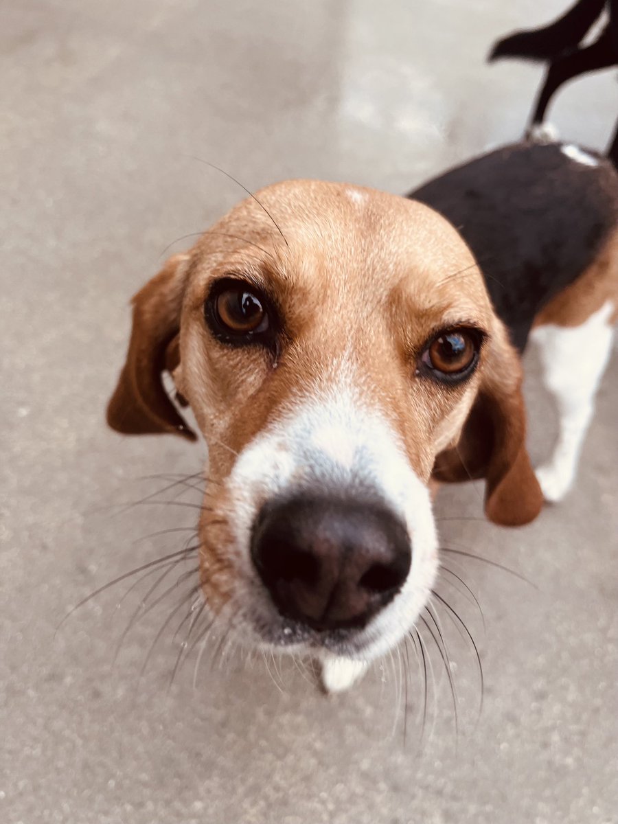 Football Analysis tweet media