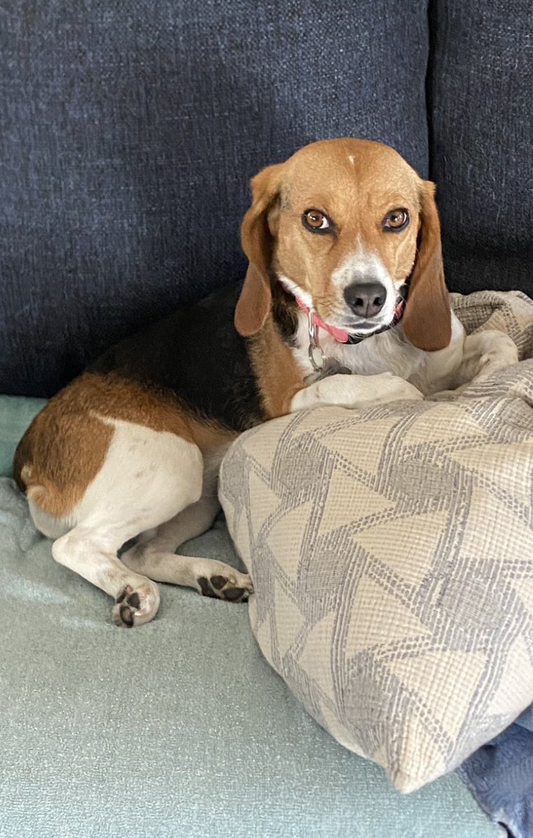 Football Analysis tweet media