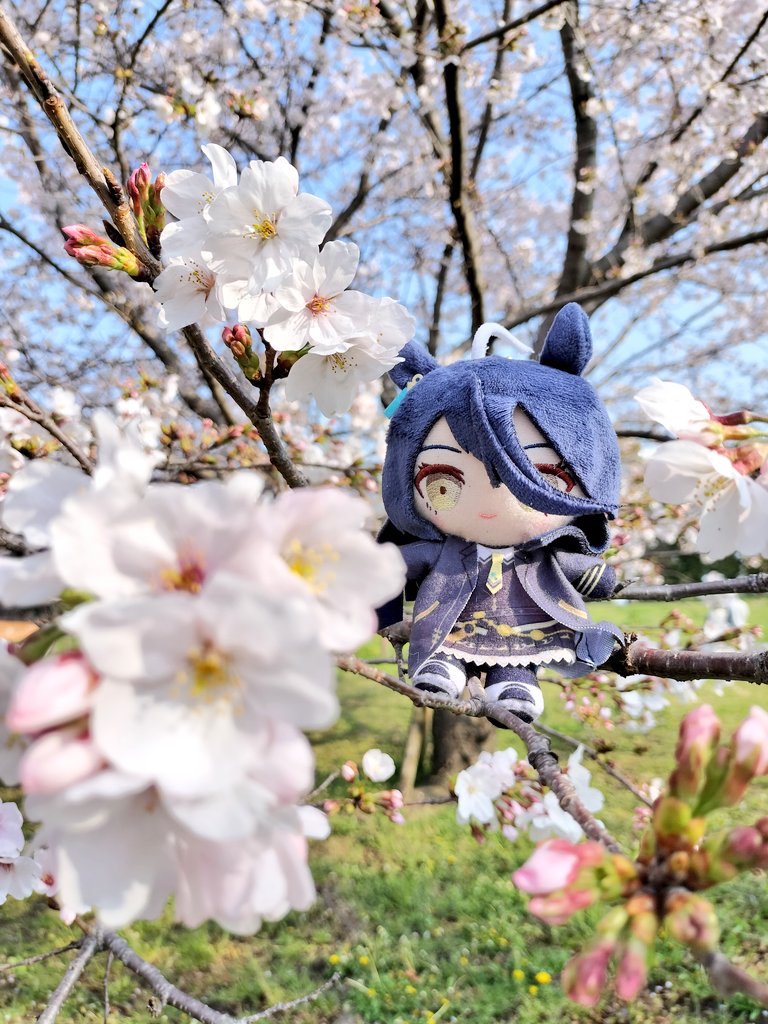 Negimatukune043's tweet photo. お花見タキカフェ🧪☕️🌿.•*🌸 https://t.co/5gPzEAtNzc