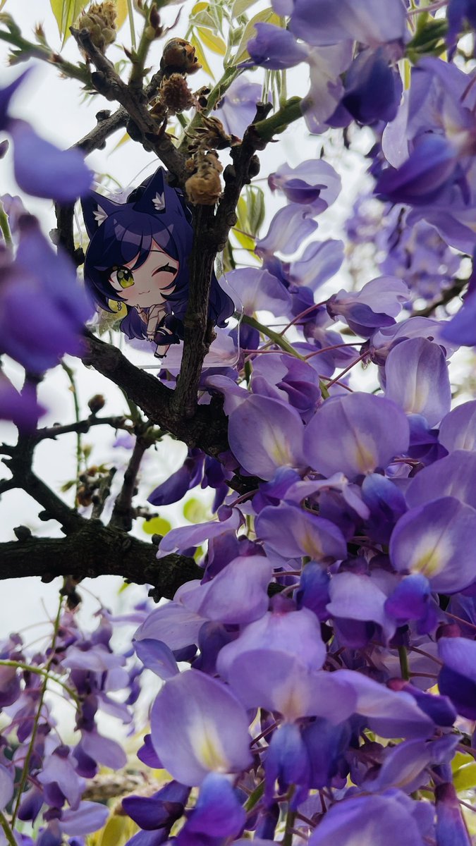 梅迦洛 tweet media