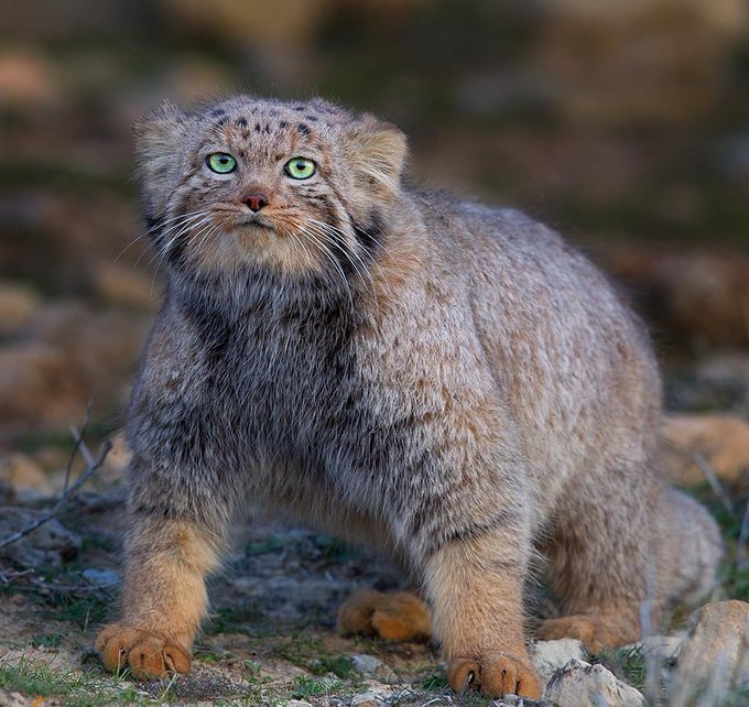 icardo8's tweet photo. Un gato de Pallas salvaje fotografiado en el noreste de Irán 🇮🇷

Fotografías de Seyed Babak Musavi https://t.co/o4xNxna5Gt