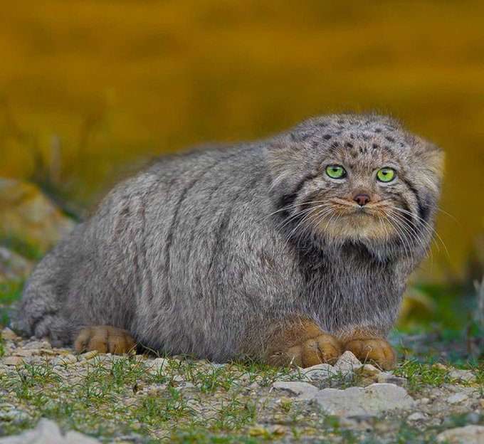 icardo8's tweet photo. Un gato de Pallas salvaje fotografiado en el noreste de Irán 🇮🇷

Fotografías de Seyed Babak Musavi https://t.co/o4xNxna5Gt