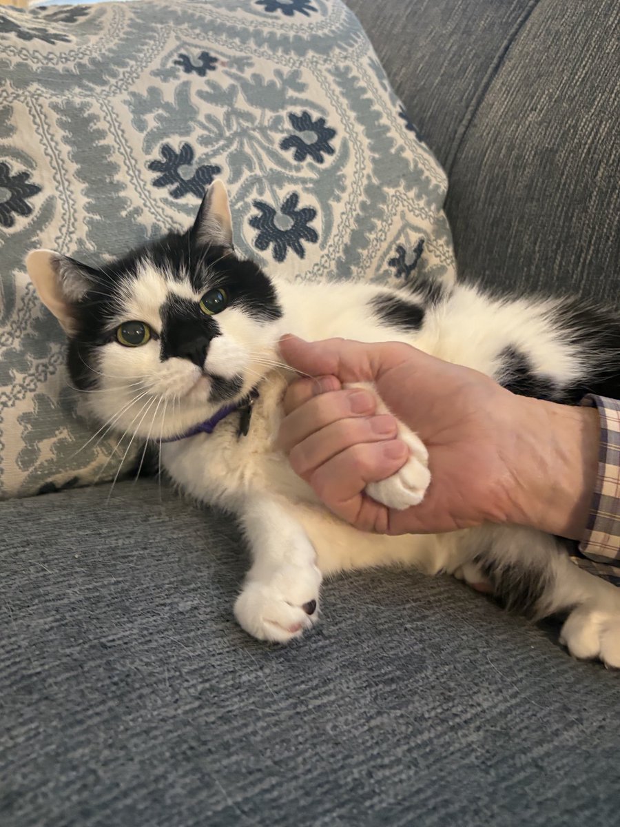 emily bengaltiger 🐱❤️‍🔥 tweet media