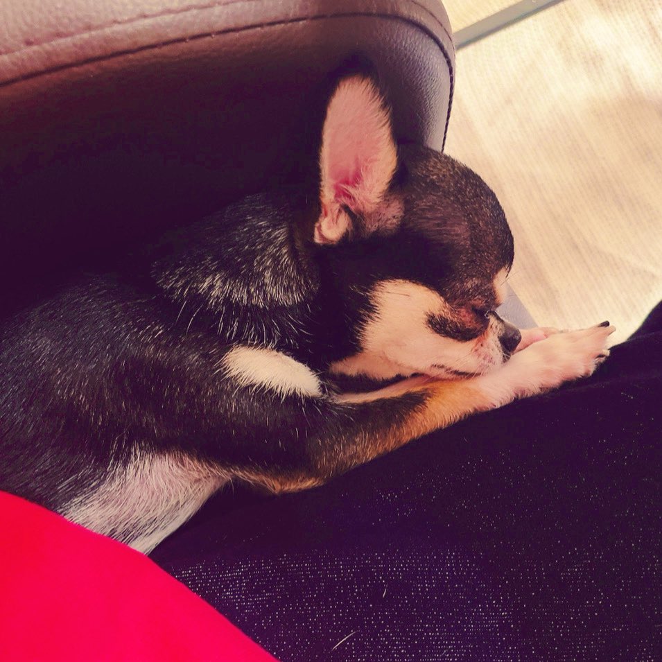 金原千恵子 tweet media