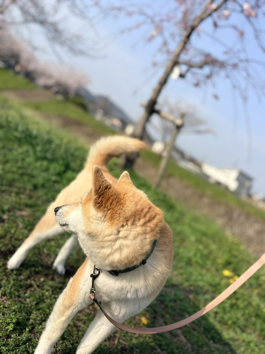 3/30(月) OPEN
10:00-15:00

今朝はお花見さんぽ🐕🌸してきました

明日大雨っぽいけど、まだ散らないといいなあ、、
水曜もお花見さんぽしたい。

今日もご来店お待ちしてます。