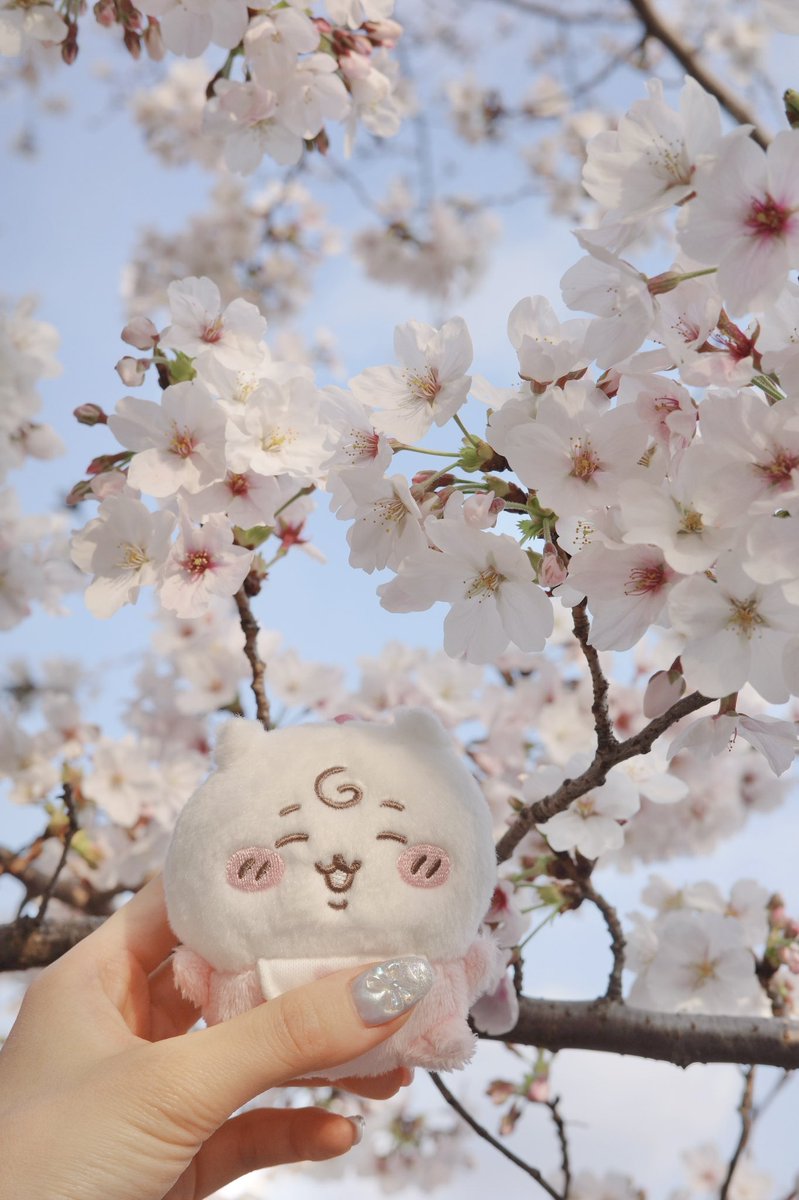 ふう🧸🌷 tweet media