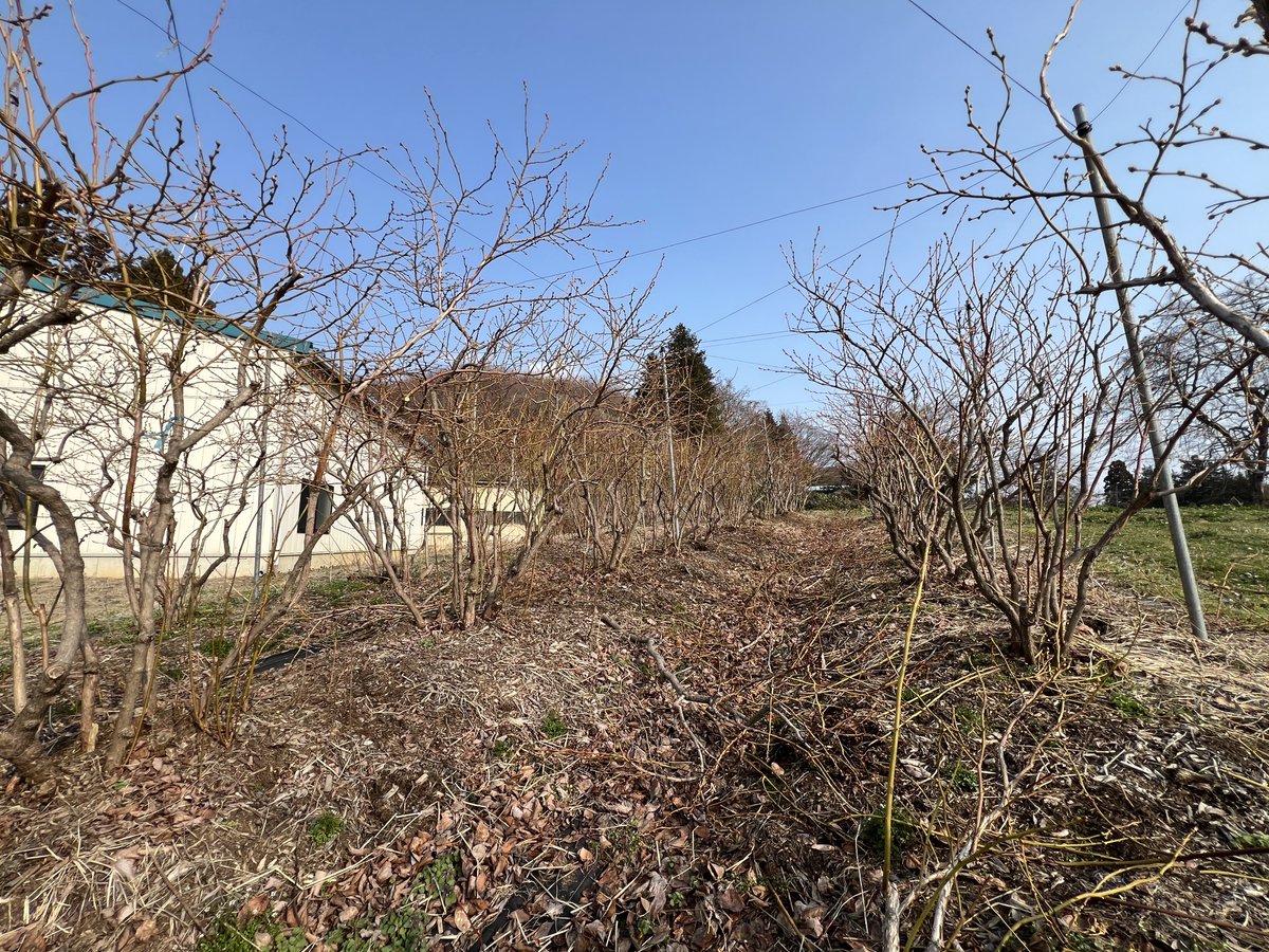 北田りんご園 tweet media