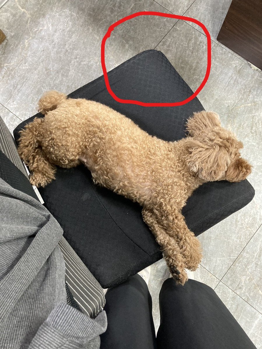 芽瑪🌼歡迎配音委託🌼DLsite長篇新作《校園怪談_淋浴間的女幽靈》公開🌼 tweet media