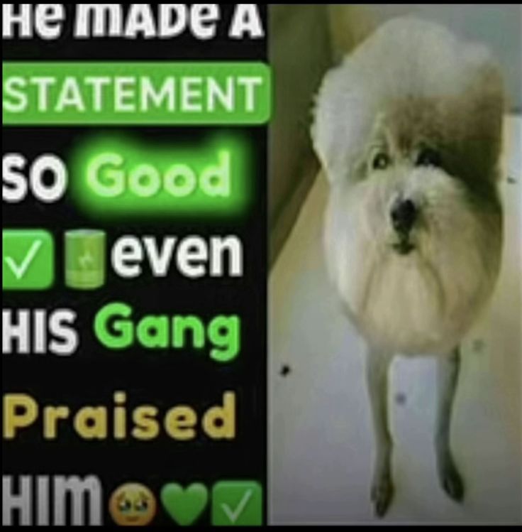 ≽•ܫ•≼ tweet media