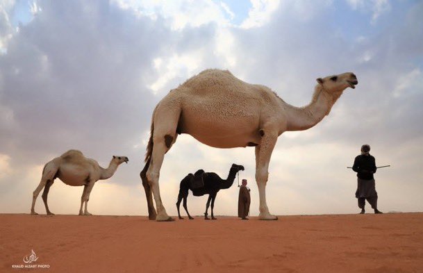 دراجو الزلفي tweet media