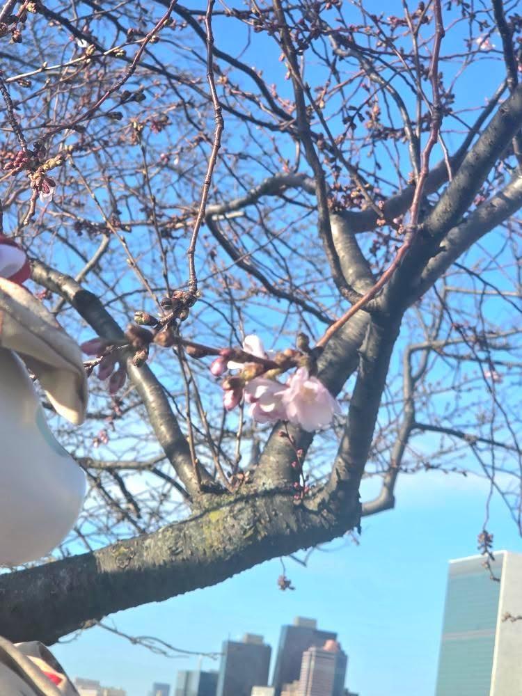 ゆき ME/CFS@OriHimeパイロット tweet media