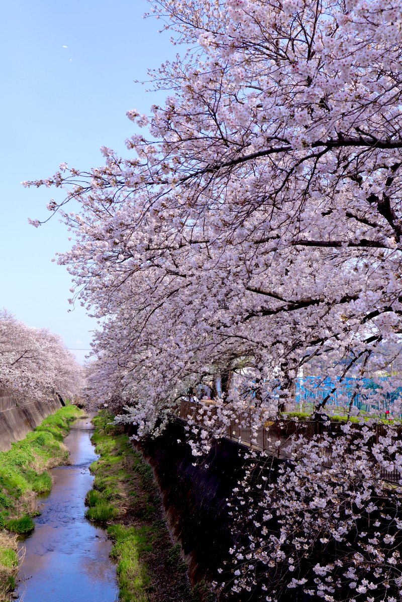 ねぎころ tweet media