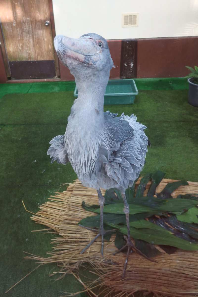 松江フォーゲルパーク tweet media