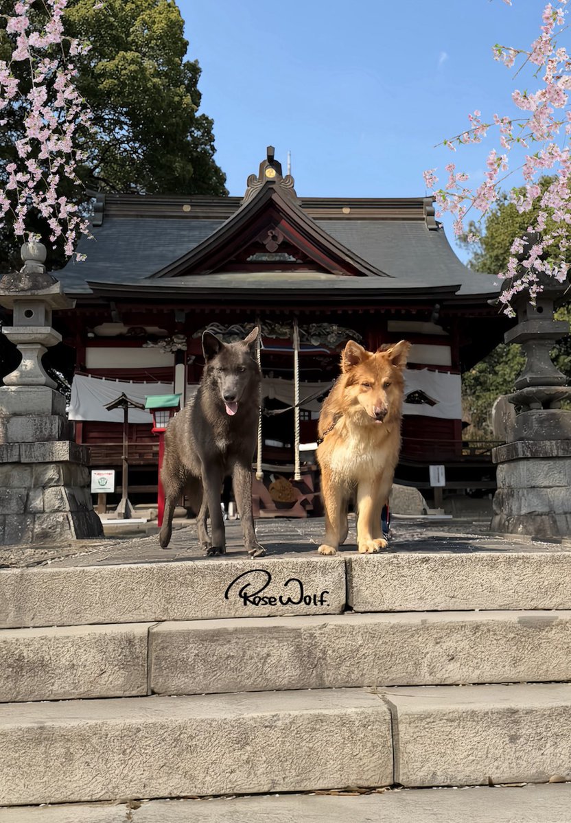 ローズウルフ🌹🐺ウルフドッグ犬舎 tweet media