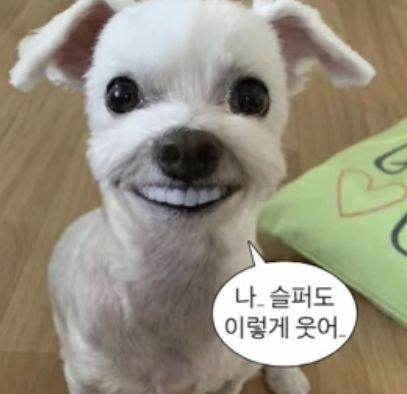 bellflowercos's tweet photo. 지나가는 트친 붙잡고 프로폴리스 보르피린 퍼밍 세럼 쥐어주고 싶다.

나 너무 영업하고 싶어요.
근데 구구절절 이 내 마음을 280자로 짧게 담아낼 수 없어 슬픔이가 되네요...🫠

우리 퍼밍이 궁금하시다면 다 답변해드립니다💗 https://t.co/ofiqUeoJtQ