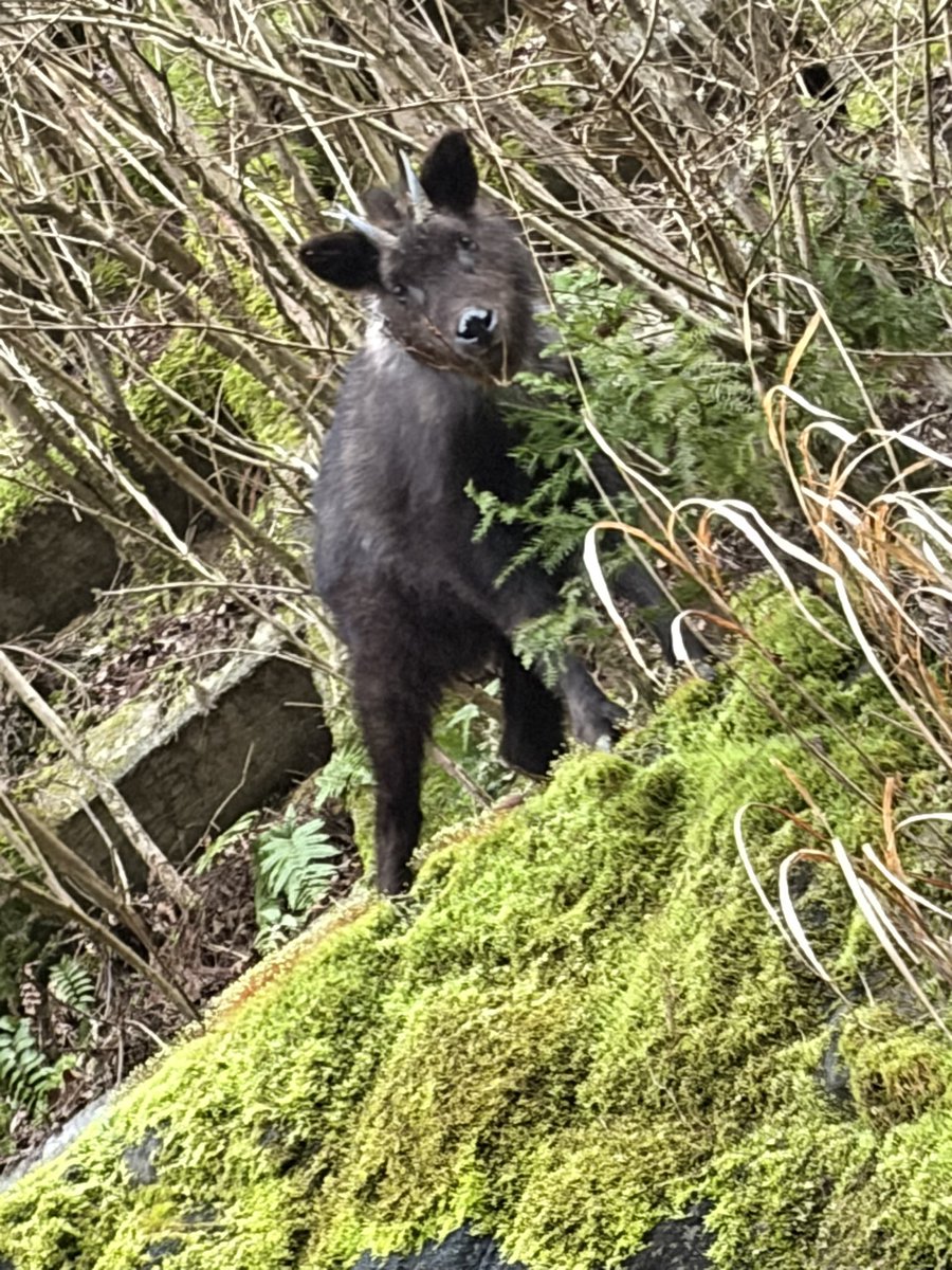 おかまん tweet media