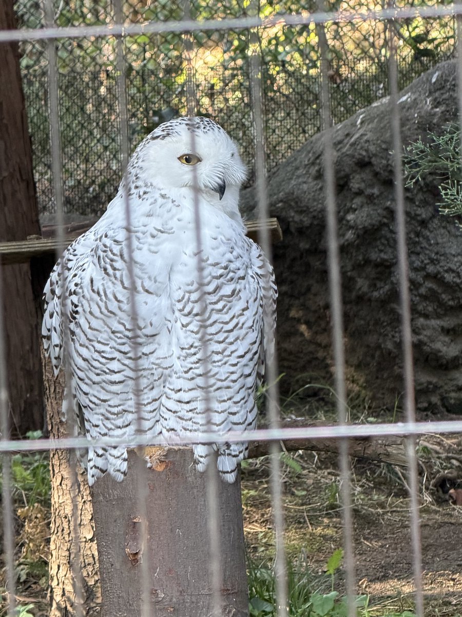 柚猫🦊❄⛩ tweet media